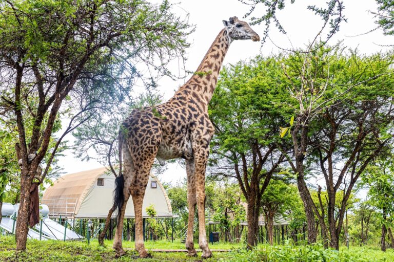 What Wildlife You’ll See in Tanzania’s Major Parks