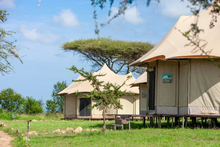 Comparing Public vs Private Safari Camps