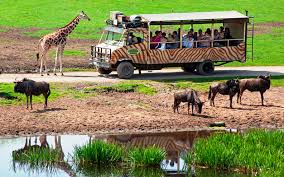 Serengeti Safari with Tanzania Wild Camps